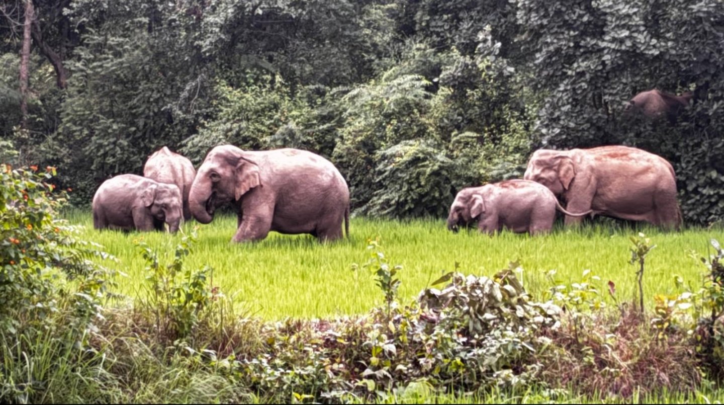 मदनपुर-इंजको में हाथियों का दल, ग्रामीणों में दहशत